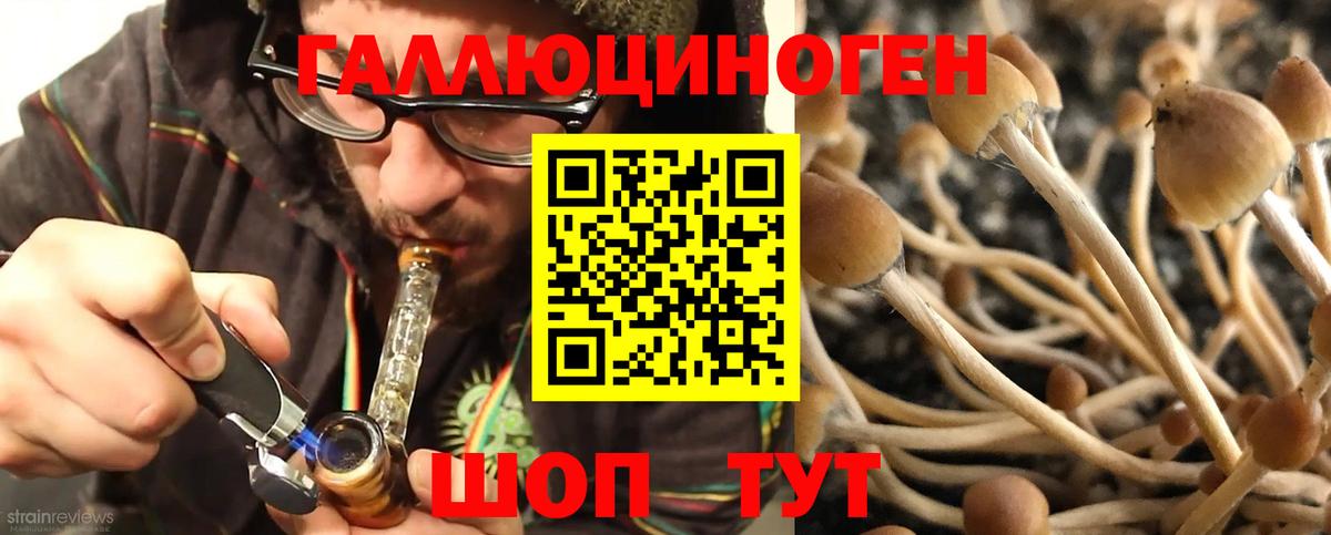 Галлюциногенные грибы Psilocybe Калининград