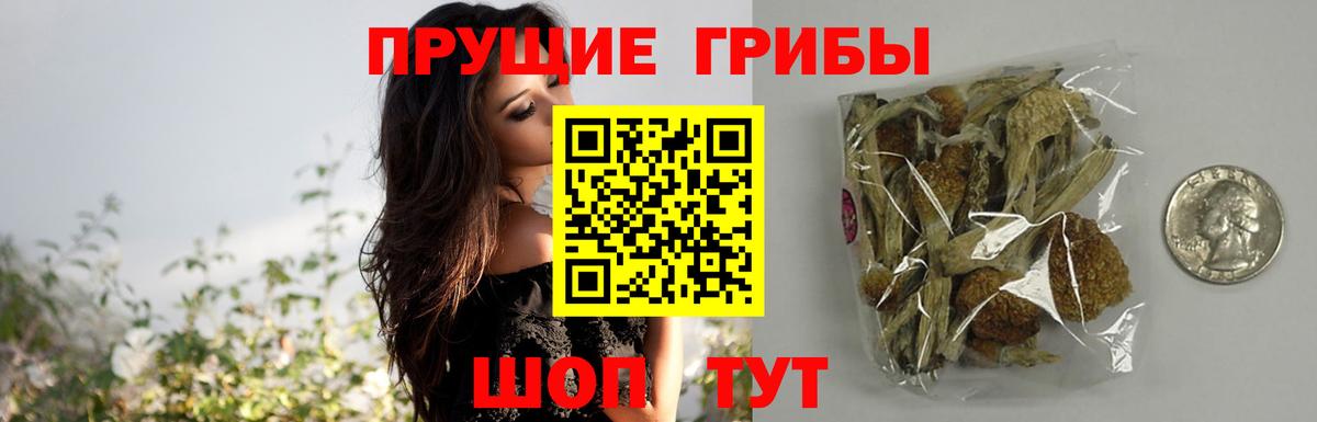 Псилоцибиновые грибы Psilocybine cubensis  Калининград 